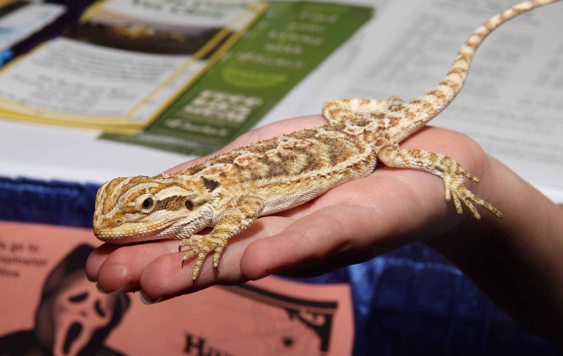 Paws & Claws bearded dragon (copy)